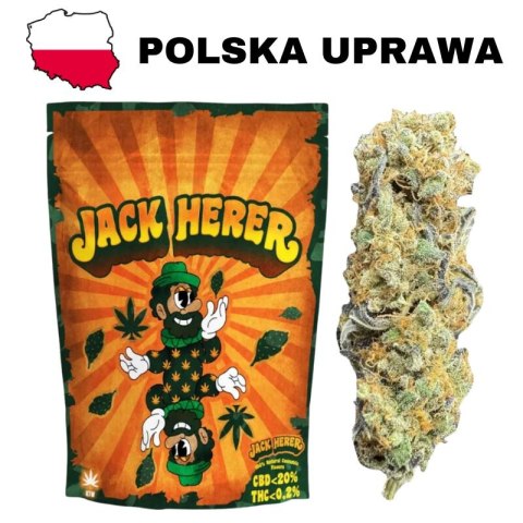 Susz Konopny CBD Jack Herer - CBD Susz Konopny CBD Jack Herer - CBD