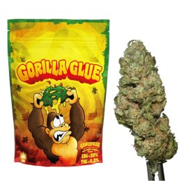 Susz Konopny Gorilla CBG 21% - CBG